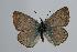  (Polyommatus myrrha - ARLY-9999-013)  @14 [ ] Unspecified (default): All Rights Reserved  Unspecified Unspecified
