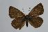  (Polyommatus myrrha - ARLY-9999-014)  @14 [ ] Unspecified (default): All Rights Reserved  Unspecified Unspecified