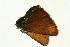  (Thymelicus novus - VNLEP00016)  @13 [ ] Unspecified (default): All Rights Reserved  Unspecified Unspecified