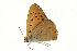  (Lycaena asabinus - VNLEP00172)  @12 [ ] Unspecified (default): All Rights Reserved  Unspecified Unspecified