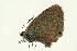  (Plebejus loewii - VNLEP00221)  @14 [ ] Unspecified (default): All Rights Reserved  Unspecified Unspecified