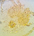  (Atractides mossahebii - 21. IR7_2017_H12)  @11 [ ] CreativeCommons - Attribution Share-Alike (2022) Unspecified University of Montenegro, Faculty of Sciences and Mathematics, Department of Biology, Podgorica