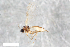  ( - ZFMK-TIS-2551998)  @13 [ ] CreativeCommons  Attribution Share-Alike (by-sa) 4.0 (2015) Unspecified Zoologisches Forschungsmuseum Alexander Koenig