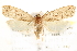  (Psilocorsis cirrhoptera - CCDB-28543-G12)  @12 [ ] CreativeCommons - Attribution (2015) CBG Photography Group Centre for Biodiversity Genomics