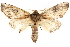  ( - CCDB-28543-H03)  @14 [ ] CreativeCommons - Attribution (2015) CBG Photography Group Centre for Biodiversity Genomics