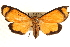  (Antona myrrha - CCDB-28543-H06)  @15 [ ] CreativeCommons - Attribution (2015) CBG Photography Group Centre for Biodiversity Genomics