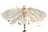  ( - CCDB-28544-A01)  @14 [ ] CreativeCommons - Attribution (2015) CBG Photography Group Centre for Biodiversity Genomics