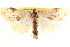  (Cliniodes ostreonalis - CCDB-28544-A08)  @11 [ ] CreativeCommons - Attribution (2015) CBG Photography Group Centre for Biodiversity Genomics