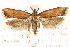 (Dichomeris heriguronis - CCDB-28544-B04)  @13 [ ] CreativeCommons - Attribution (2015) CBG Photography Group Centre for Biodiversity Genomics