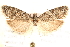  (Cnephasia chrysantheana - CCDB-28544-C04)  @14 [ ] CreativeCommons - Attribution (2015) CBG Photography Group Centre for Biodiversity Genomics