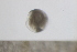  ( - MFLSCH738-B10)  @11 [ ] CreativeCommons  Attribution Non-Commercial Share-Alike (2019) Jose Angel Cohuo El Colegio de la Frontera Sur