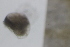  ( - MFLSCH738-B10)  @11 [ ] CreativeCommons  Attribution Non-Commercial Share-Alike (2019) Jose Angel Cohuo El Colegio de la Frontera Sur