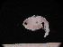  ( - MFLSCH738-G07)  @11 [ ] CreativeCommons  Attribution Non-Commercial Share-Alike (2019) Jose Angel Cohuo El Colegio de la Frontera Sur