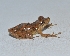  (Pristimantis fallax - MHUA-A 10523)  @11 [ ] CreativeCommons - Attribution Share-Alike (2018) Grupo Herpetologico de Antioquia Universidad de Antioquia, Museo de Herpetologia