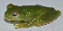  ( - MHUA-A 10573)  @11 [ ] CreativeCommons - Attribution Share-Alike (2018) Grupo Herpetologico de Antioquia Universidad de Antioquia, Museo de Herpetologia