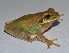  ( - MHUA-A 10573)  @11 [ ] CreativeCommons - Attribution Share-Alike (2018) Grupo Herpetologico de Antioquia Universidad de Antioquia, Museo de Herpetologia