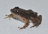  (Colostethus inguinalis - MHUA-A 10645)  @11 [ ] CreativeCommons - Attribution Share-Alike (2018) Grupo Herpetologico de Antioquia Universidad de Antioquia, Museo de Herpetologia