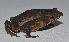  (Rhinella macrorhina - MHUA-A 10680)  @11 [ ] CreativeCommons - Attribution Share-Alike (2018) Grupo Herpetologico de Antioquia Universidad de Antioquia, Museo de Herpetologia