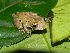  ( - MHUA-A 7233)  @11 [ ] CreativeCommons - Attribution Share-Alike (2018) Grupo Herpetologico de Antioquia Universidad de Antioquia, Museo de Herpetologia