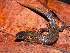  (Ptychoglossus - MHUA-R 12602)  @11 [ ] CreativeCommons - Attribution Share-Alike (2018) Grupo Herpetologico de Antioquia Universidad de Antioquia, Museo de Herpetologia