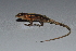  (Holcosus - MHUA-R 13174)  @11 [ ] CreativeCommons - Attribution Share-Alike (2018) Grupo Herpetologico de Antioquia Universidad de Antioquia, Museo de Herpetologia