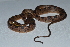  ( - MHUA-R 15135)  @11 [ ] CreativeCommons - Attribution Share-Alike (2018) Grupo Herpetologico de Antioquia Universidad de Antioquia, Museo de Herpetologia