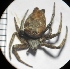  ( - N1BN4)  @13 [ ] Copyright (2013) Dr.G.D. Khedkar PAUL HEBERT CENTRE FOR DNA BARCODING AND BIODIVERSITY STUDIES