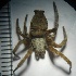  ( - N1BN8)  @13 [ ] Copyright (2013) Dr.G.D. Khedkar PAUL HEBERT CENTRE FOR DNA BARCODING AND BIODIVERSITY STUDIES