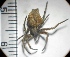  ( - N1BN42)  @13 [ ] Copyright (2013) Dr.G.D. Khedkar PAUL HEBERT CENTRE FOR DNA BARCODING AND BIODIVERSITY STUDIES