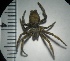  ( - N1BN46)  @13 [ ] Copyright (2013) Dr.G.D. Khedkar PAUL HEBERT CENTRE FOR DNA BARCODING AND BIODIVERSITY STUDIES
