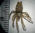  ( - N1BN56)  @13 [ ] Copyright (2013) Dr.G.D. Khedkar PAUL HEBERT CENTRE FOR DNA BARCODING AND BIODIVERSITY STUDIES