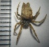  ( - N1BN67)  @13 [ ] Copyright (2013) Dr.G.D. Khedkar PAUL HEBERT CENTRE FOR DNA BARCODING AND BIODIVERSITY STUDIES
