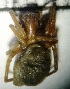  ( - A1CHA9)  @13 [ ] Copyright (2015) PHCDBS Paul Hebert Centre for DNA Barcoding and Biodiversity Studies