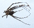 (Hersilia - N1CI38)  @13 [ ] Copyright (2013) Dr.G.D. Khedkar Paul Hebert Center for DNA Barcoding and Biodiversity Studies