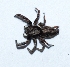  ( - N1CI48)  @11 [ ] Copyright (2013) Dr.G.D. Khedkar Paul Hebert Center for DNA Barcoding and Biodiversity Studies