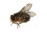  (Auchmeromyia - 05-TAN-0008)  @12 [ ] Unspecified (default): All Rights Reserved  Unspecified Unspecified