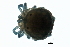  ( - CNC-IMS090088.048)  @12 [ ] CreativeCommons - Attribution (2009) Unspecified Centre for Biodiversity Genomics
