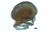  ( - CNC-IMS090088.051)  @14 [ ] CreativeCommons - Attribution (2009) Unspecified Centre for Biodiversity Genomics