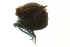  (Oxus sp0988A - CNC-IMS090088.086)  @13 [ ] CreativeCommons - Attribution (2009) Unspecified Centre for Biodiversity Genomics