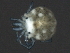  ( - CNC-IMS090093.024)  @13 [ ] CreativeCommons - Attribution (2010) Unspecified Centre for Biodiversity Genomics