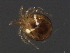  (Monatractides sp0933A - CNC-IMS090093.047)  @11 [ ] CreativeCommons - Attribution (2010) Unspecified Centre for Biodiversity Genomics