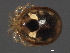  ( - CNC-IMS090093.049)  @11 [ ] CreativeCommons - Attribution (2010) Unspecified Centre for Biodiversity Genomics