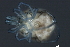  ( - CNC-IMS090088.100)  @13 [ ] CreativeCommons - Attribution (2010) Unspecified Centre for Biodiversity Genomics