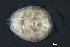  ( - CNC-IMS090088.100)  @13 [ ] CreativeCommons - Attribution (2010) Unspecified Centre for Biodiversity Genomics