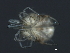  ( - CNC-IMS090088.103)  @13 [ ] CreativeCommons - Attribution (2010) Unspecified Centre for Biodiversity Genomics