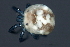  ( - CNC-IMS090088.112)  @14 [ ] CreativeCommons - Attribution (2010) Unspecified Centre for Biodiversity Genomics