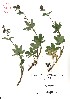  ( - VA21423)  @11 [ ] CreativeCommons - Attribution (2017) Icelandic Institute of Natural History Icelandic Istitute of Natunal History