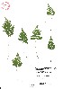  ( - VA21444)  @11 [ ] CreativeCommons - Attribution (2017) Icelandic Institute of Natural History Icelandic Istitute of Natunal History