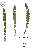  ( - VA21445)  @11 [ ] CreativeCommons - Attribution (2017) Icelandic Institute of Natural History Icelandic Istitute of Natunal History