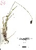  ( - VA21545)  @11 [ ] CreativeCommons - Attribution (2017) Icelandic Institute of Natural History Icelandic Istitute of Natunal History